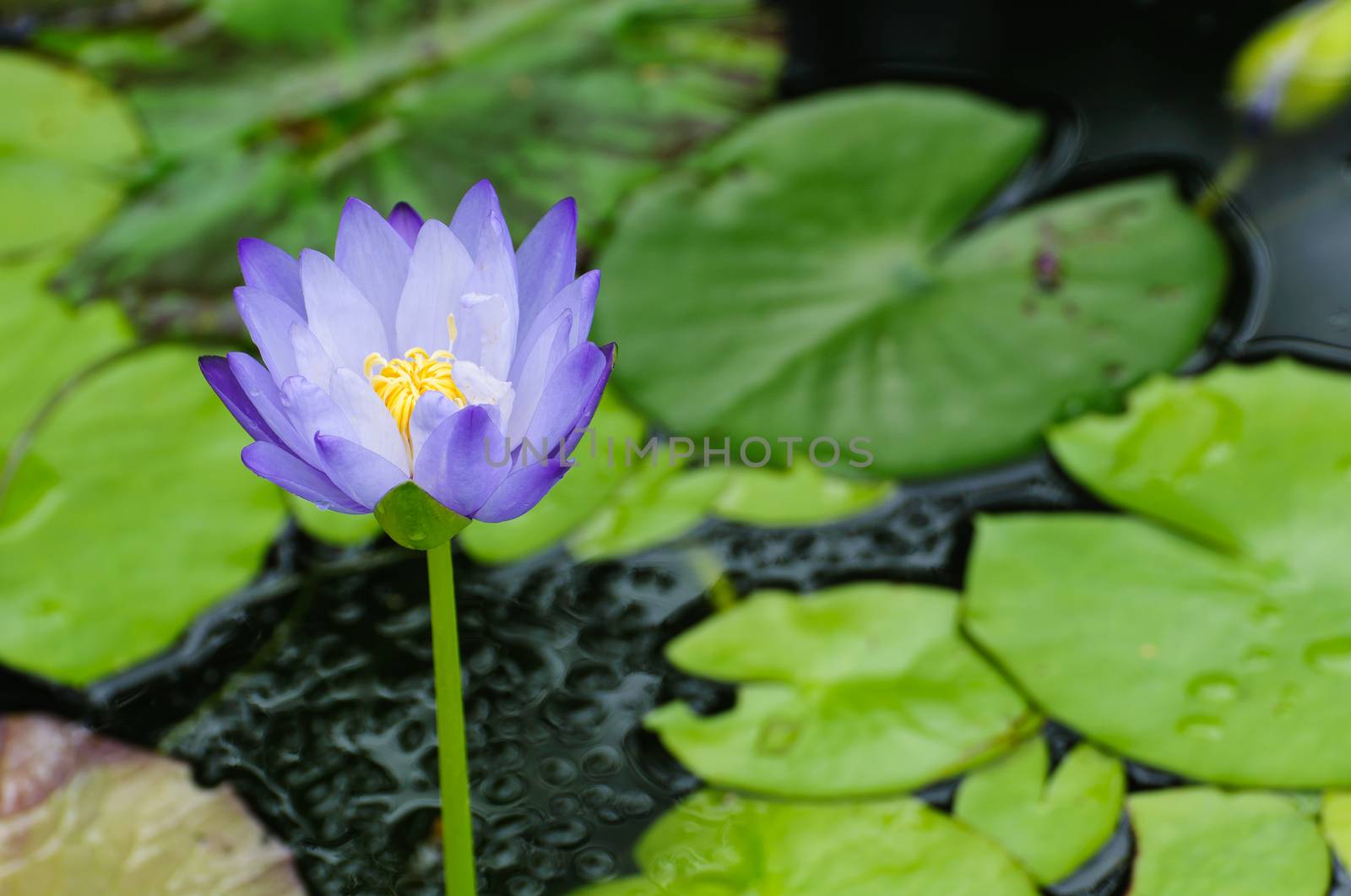 Purple lotus flower blooming at summer.