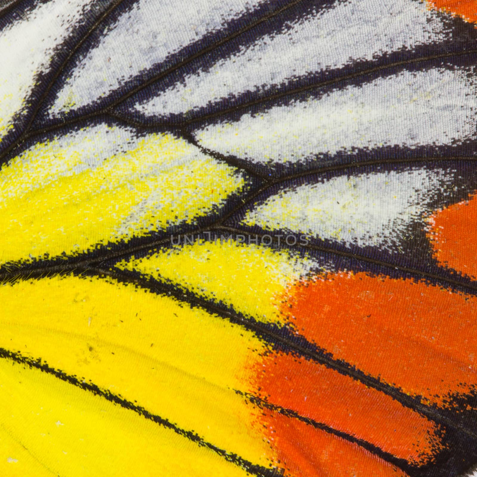 Butterfly wing texture, close up of detail of butterfly wing for background 