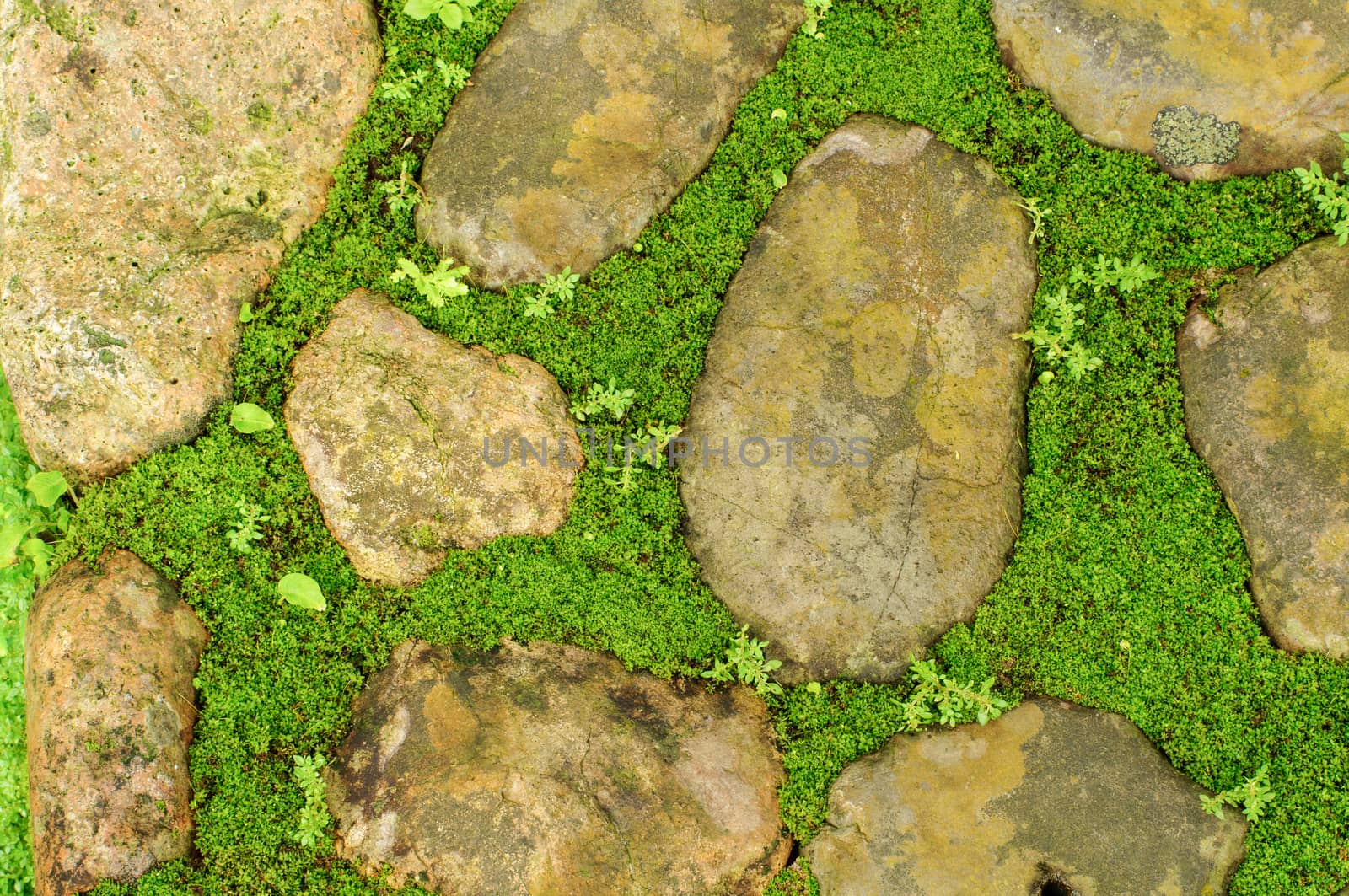 The grass green between stones footprint