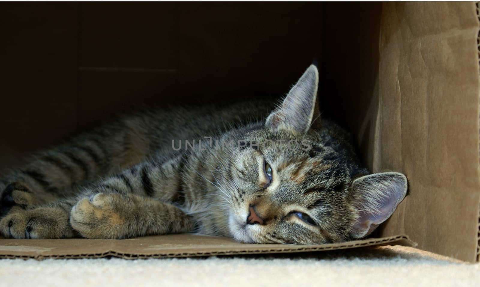 A  tired kitty takes a nap inside a cardboard box