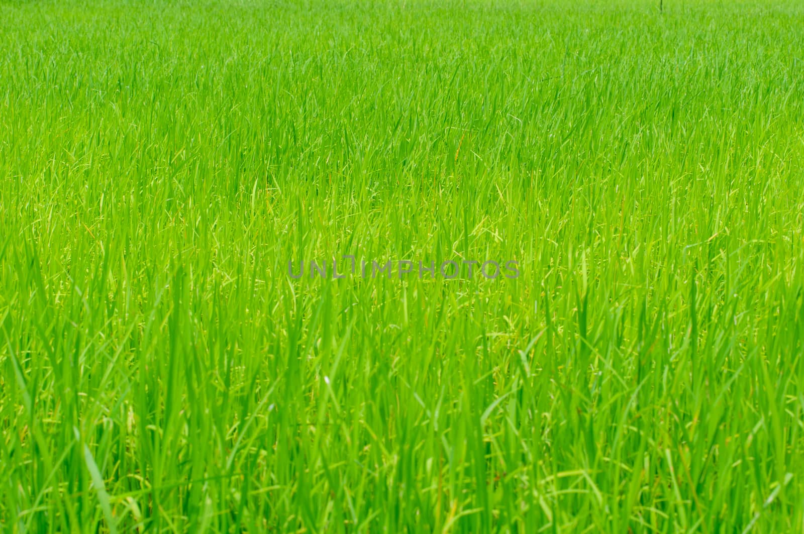 The rice growing in cornfield by Sorapop