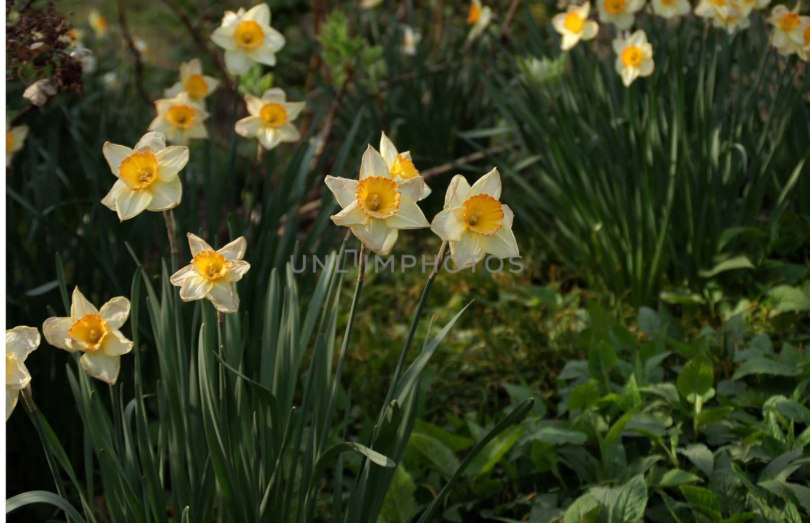 Yellow daffodils found in Central Park, NYC