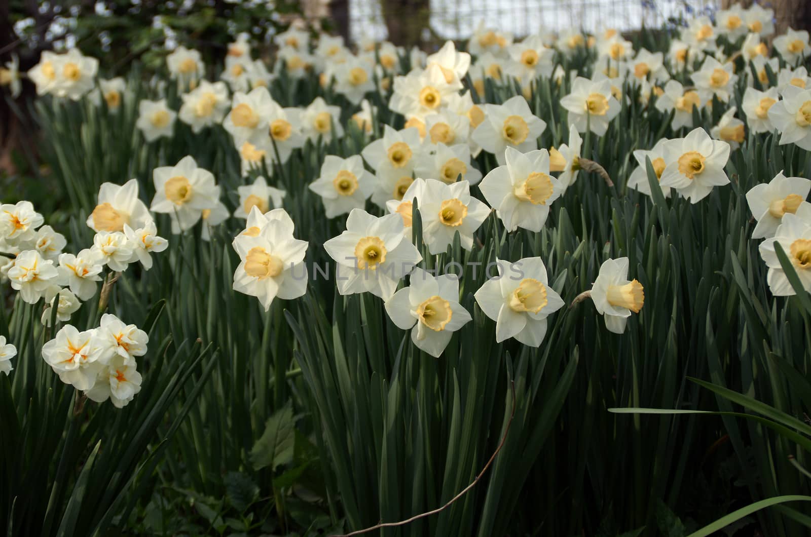 White and yellow daffodil flowers in Central Park
