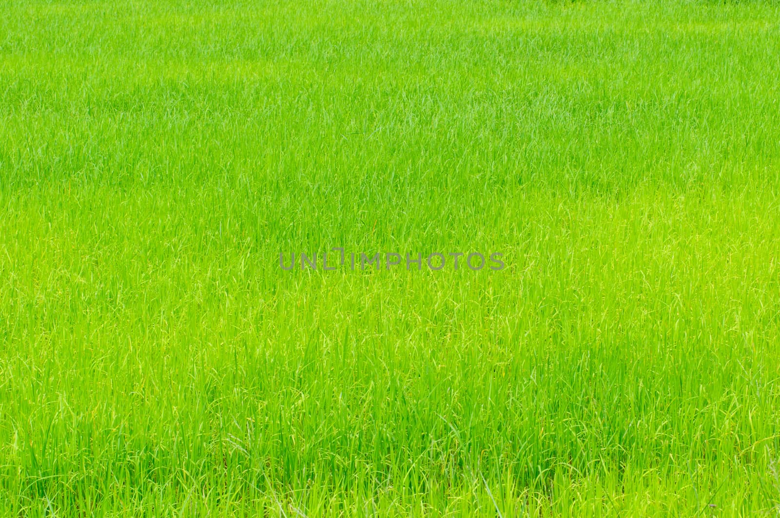 The green rice growing in cornfield, thailand