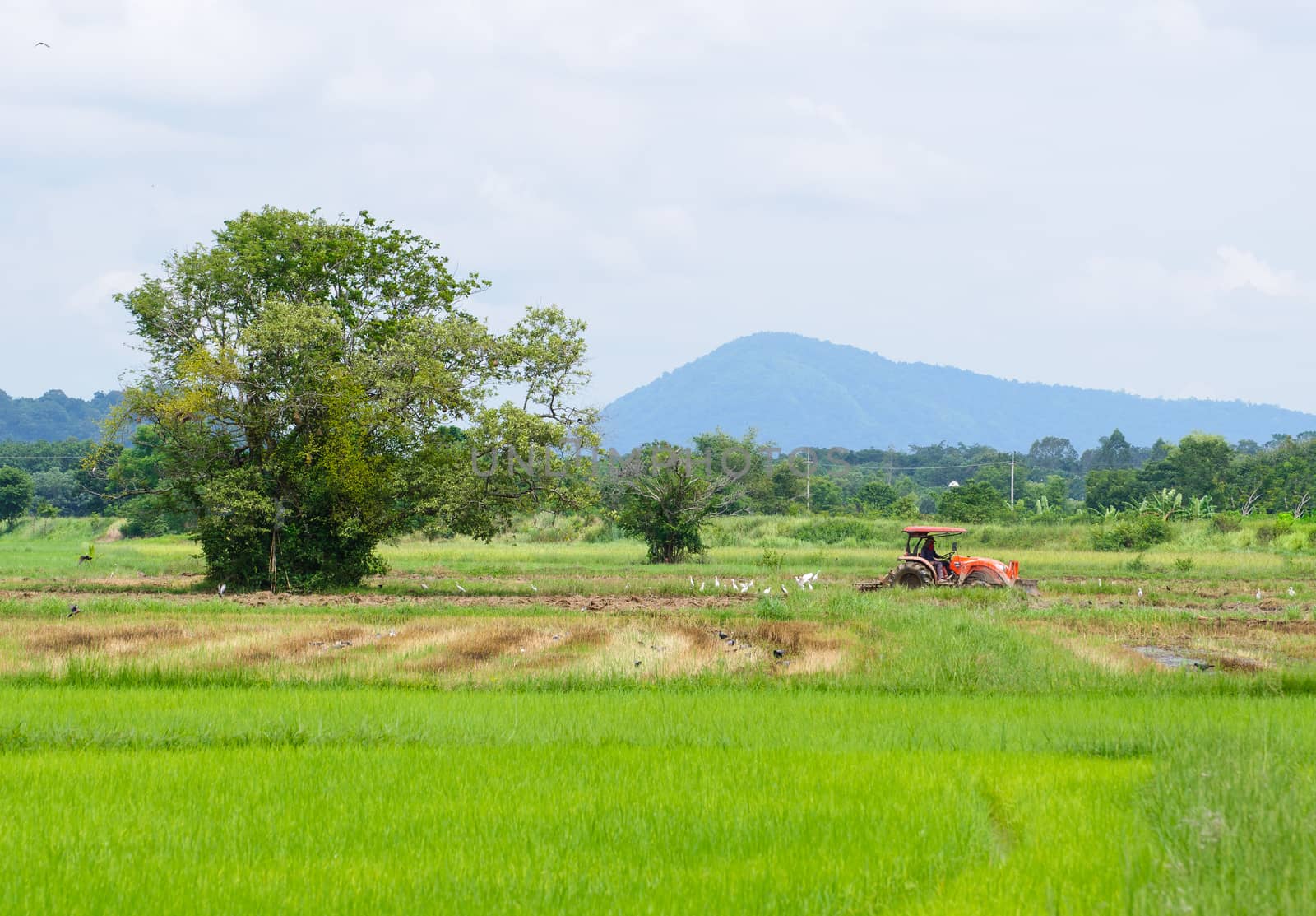 Farm worker preparing the ground for 
the growth of rice with tractor, Thailand