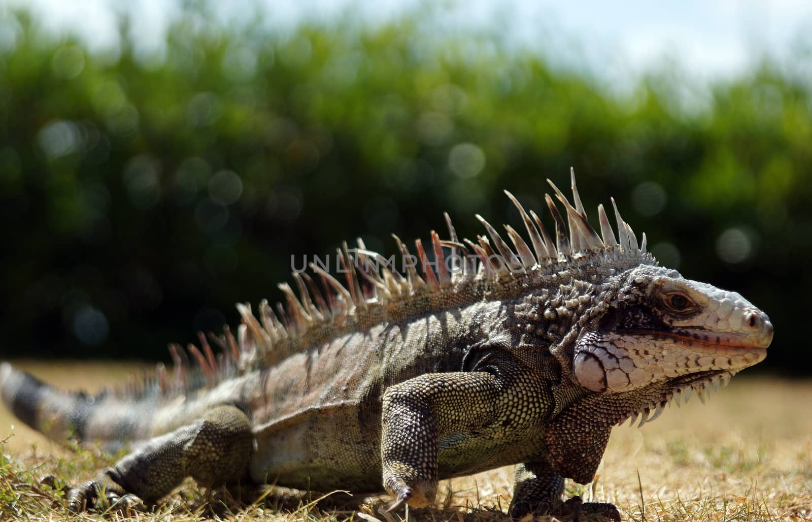 Close up of a native iguana on a Caribbean island