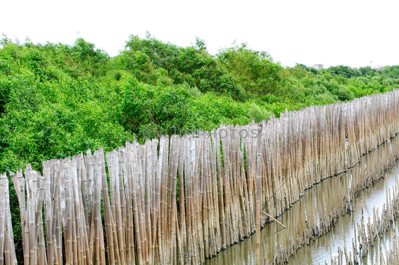 Bamboo fence surrounding wetlands