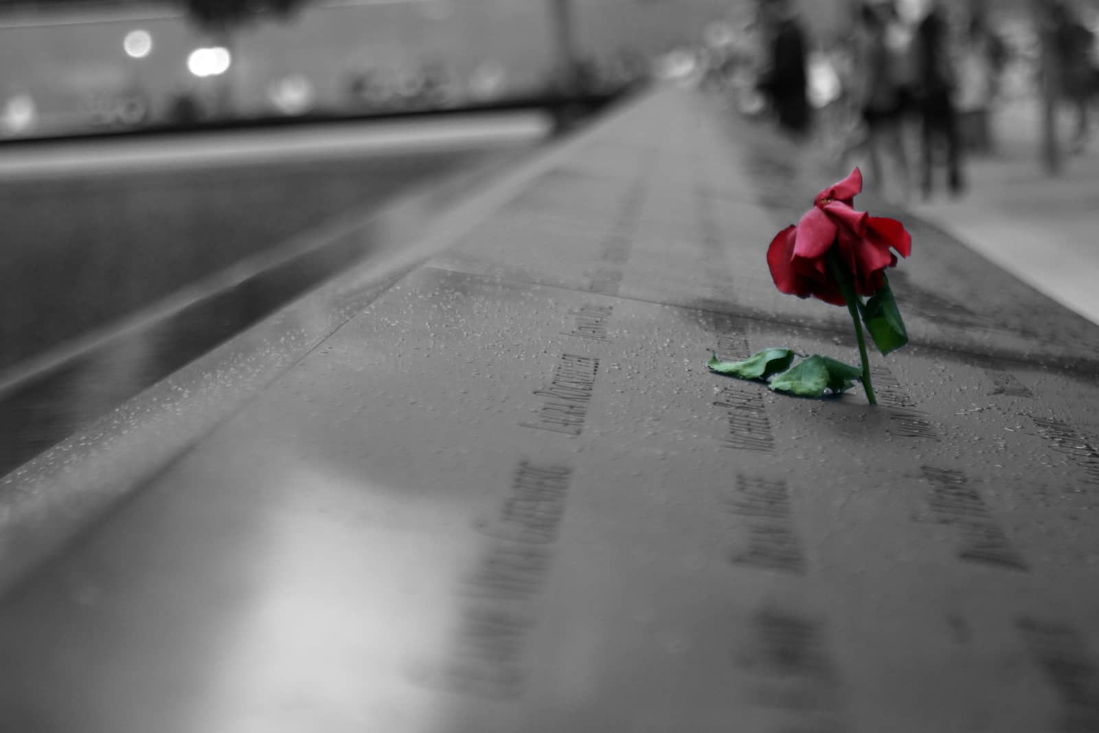 A rose sticking out of a name on a memorial