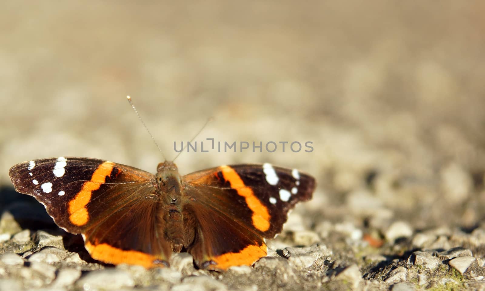 An orange and brown butterfly on the ground