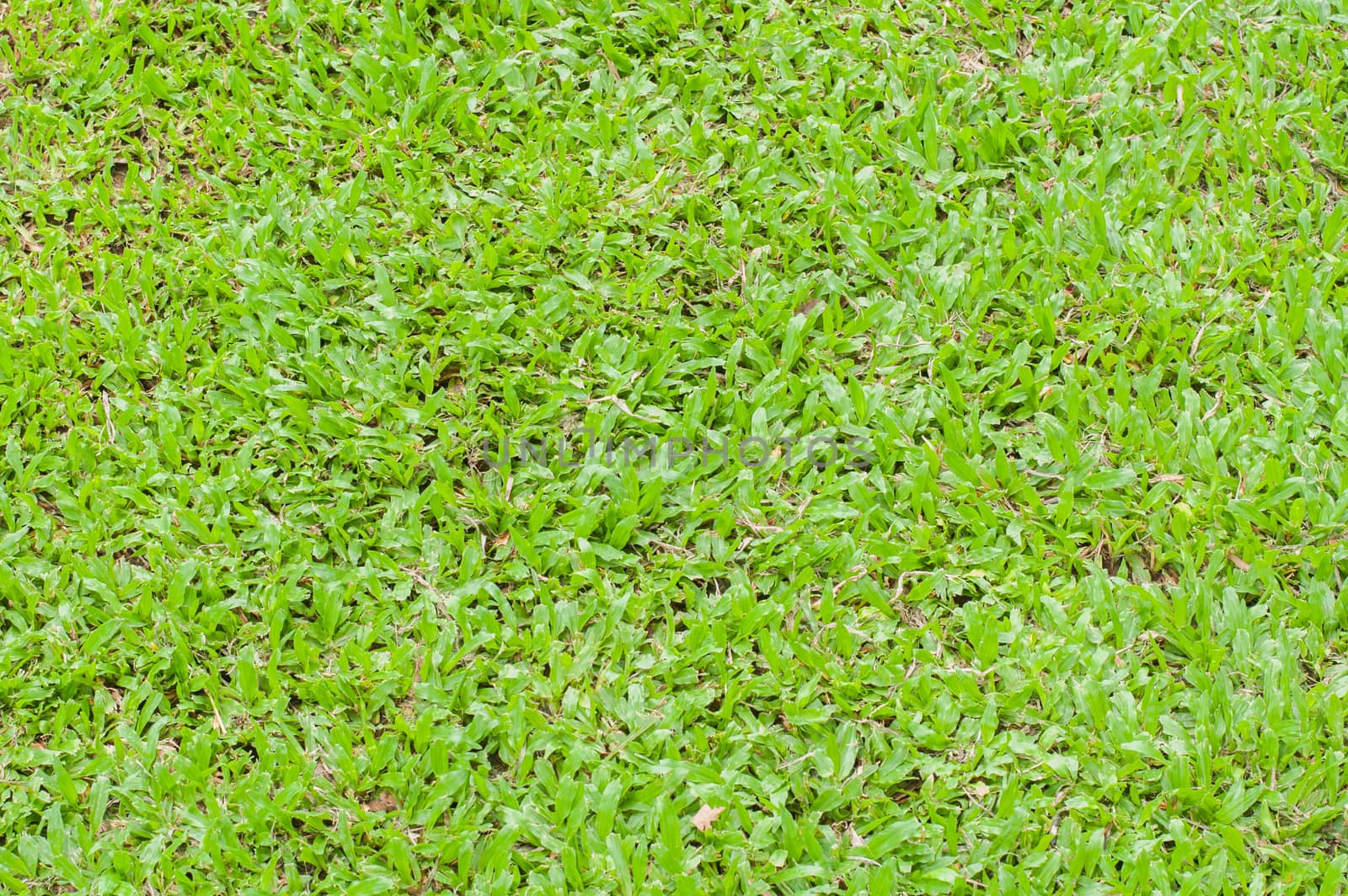 field green grass texture and nobody