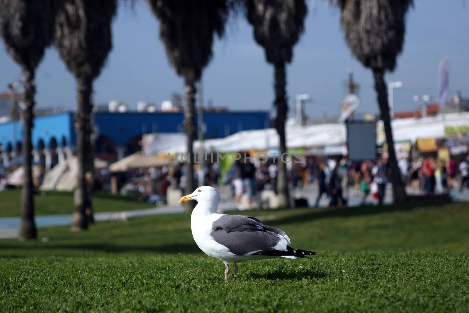A seagull standing on a grassy lawn in Venice Beach