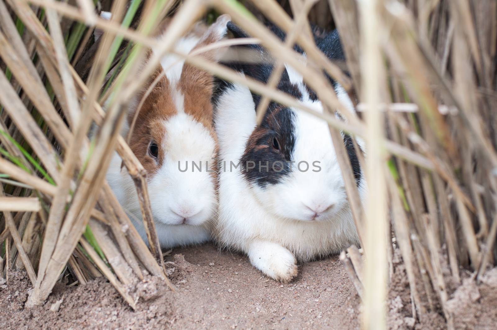 Two rabbit hide hollow in the grass