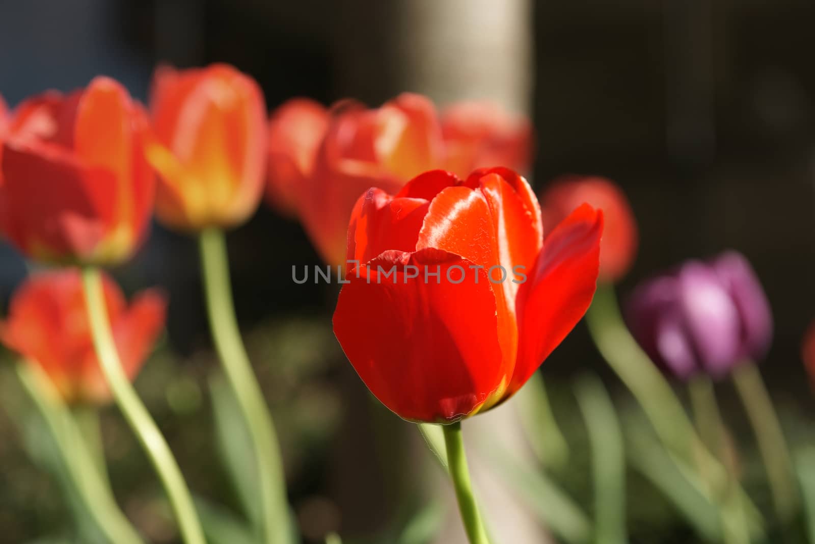 A red tulip amongst anothers in selective focus