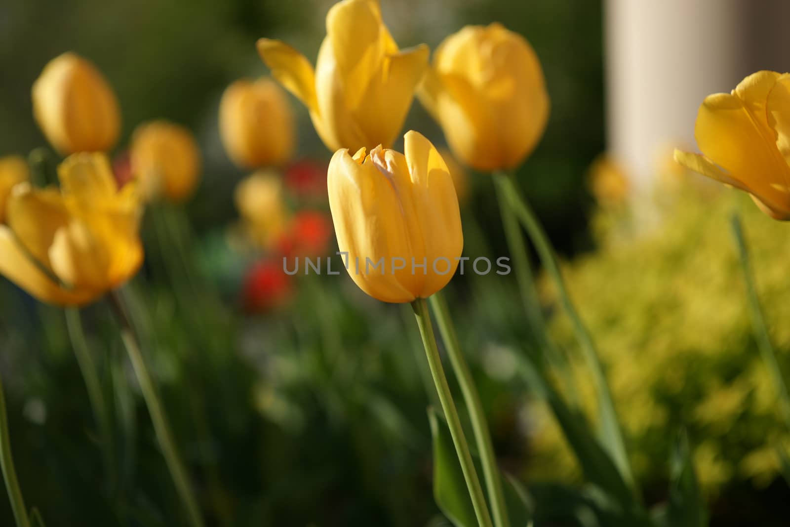 A selective focused yellow tulip amongst other flowers