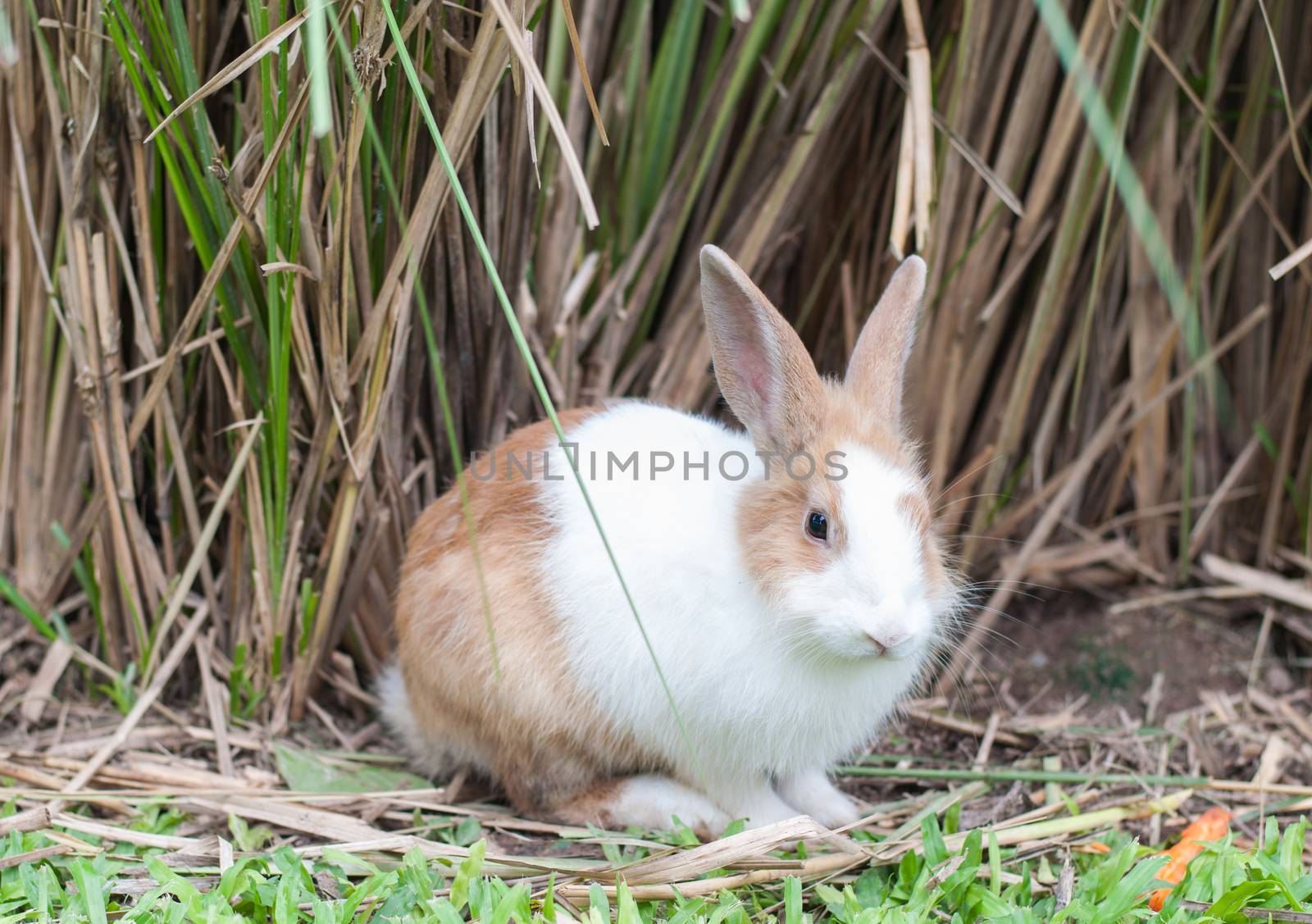 Brown and White sitting a Rabbit