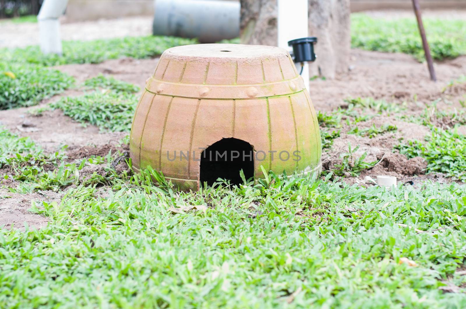 House rabbit in the garden grass dreen