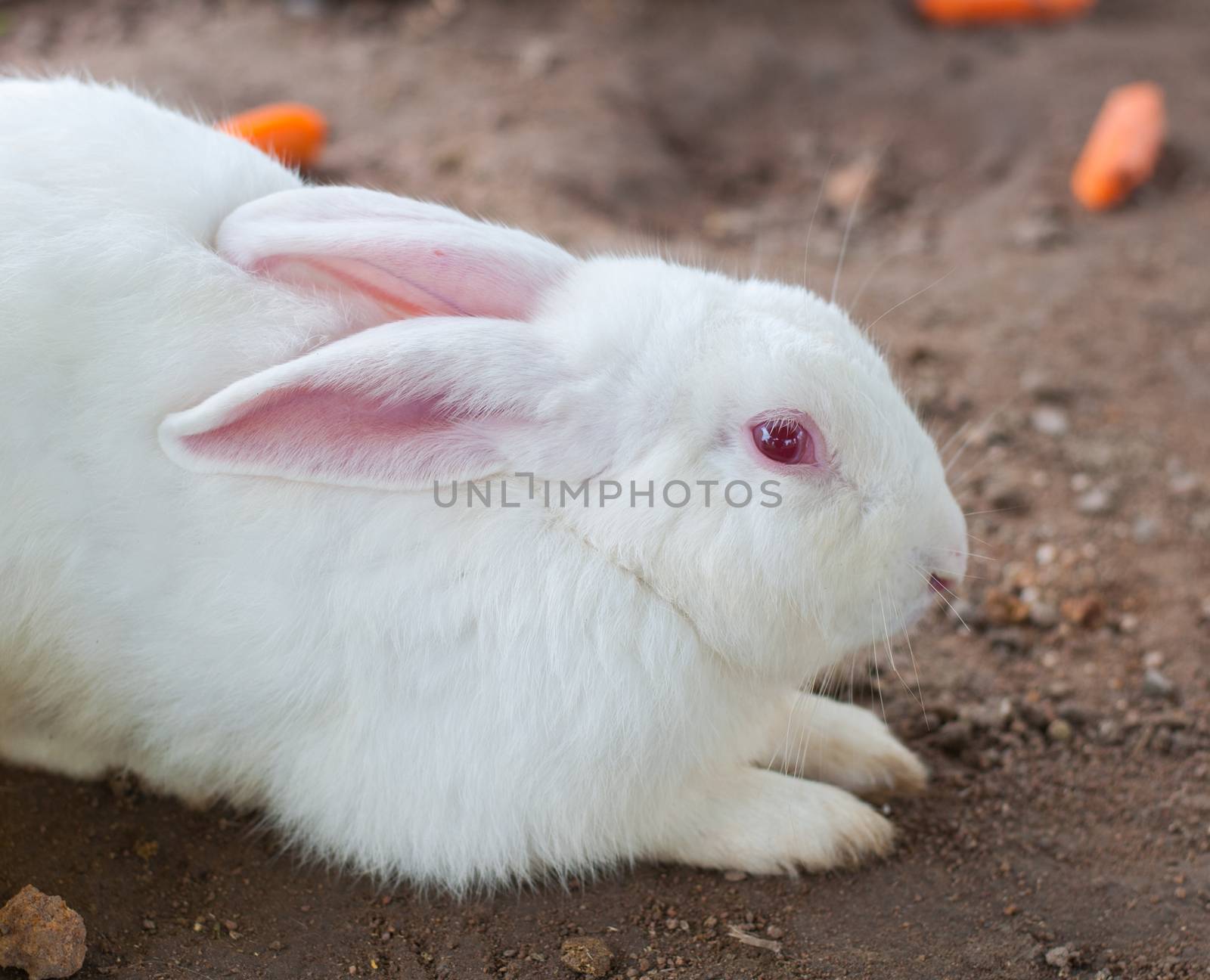 White Rabbit and eye red lying on the ground