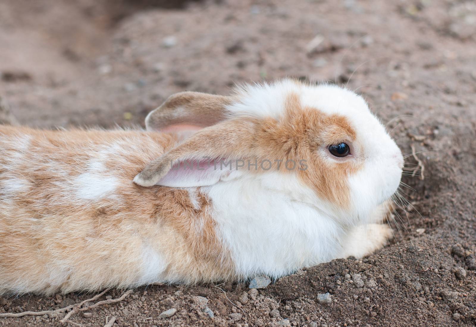 Brown and White Rabbit lying on the ground
