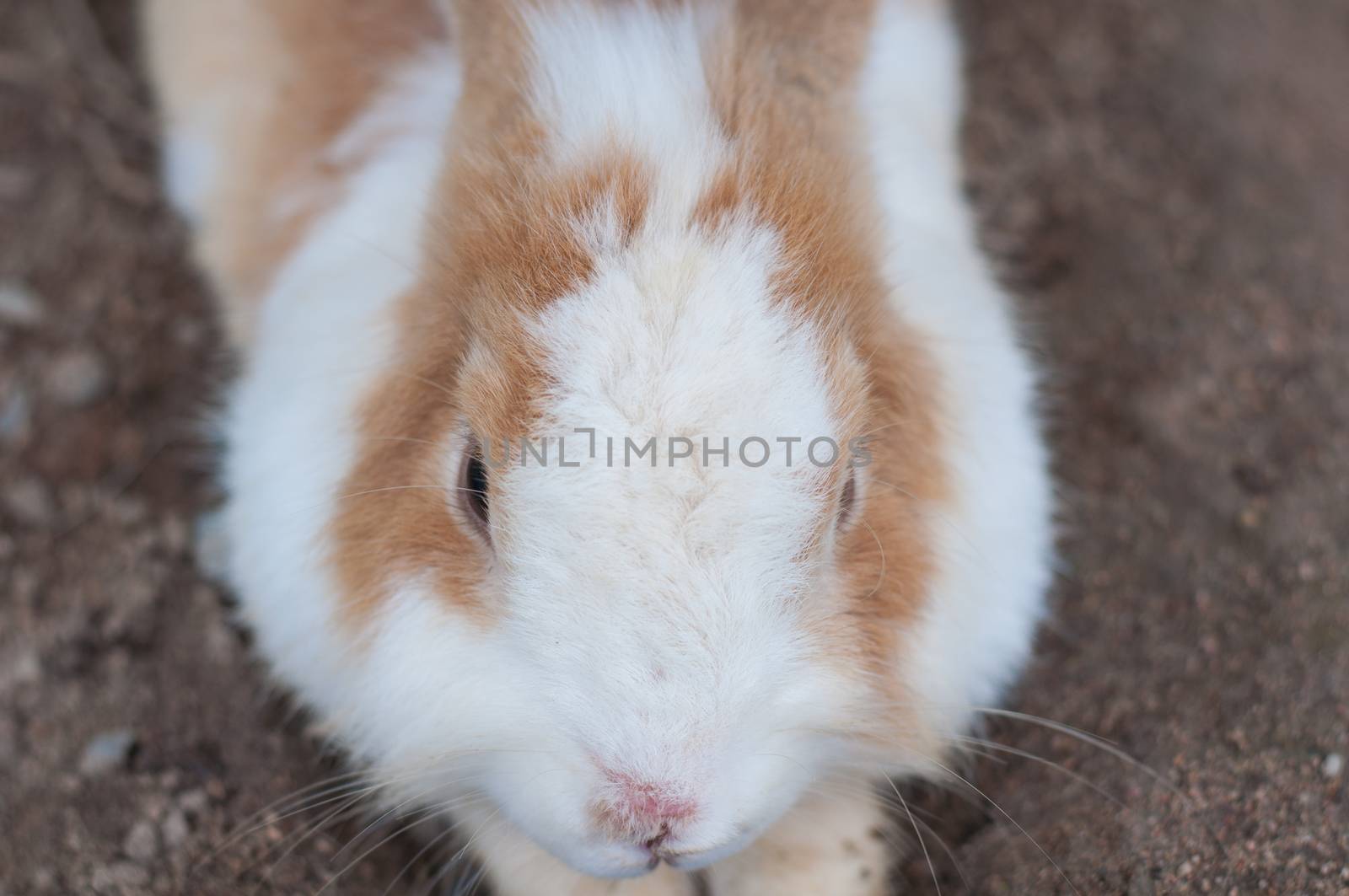 Brown and White Rabbit lying on the ground