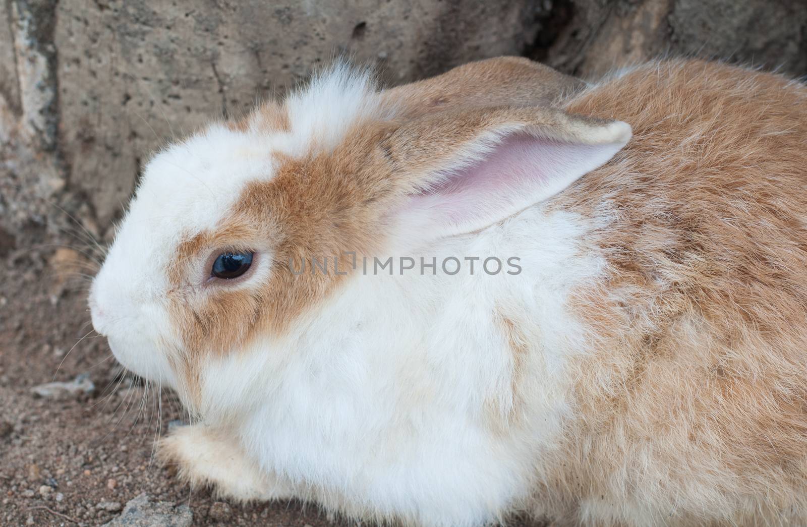 Brown and White Rabbit lying on the ground