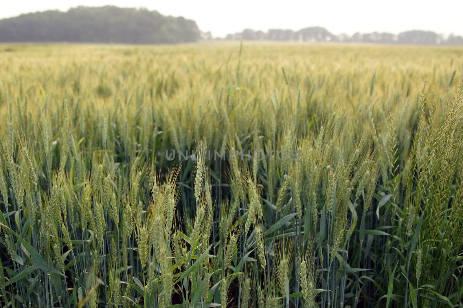 A field of grain, most likely a wheat field