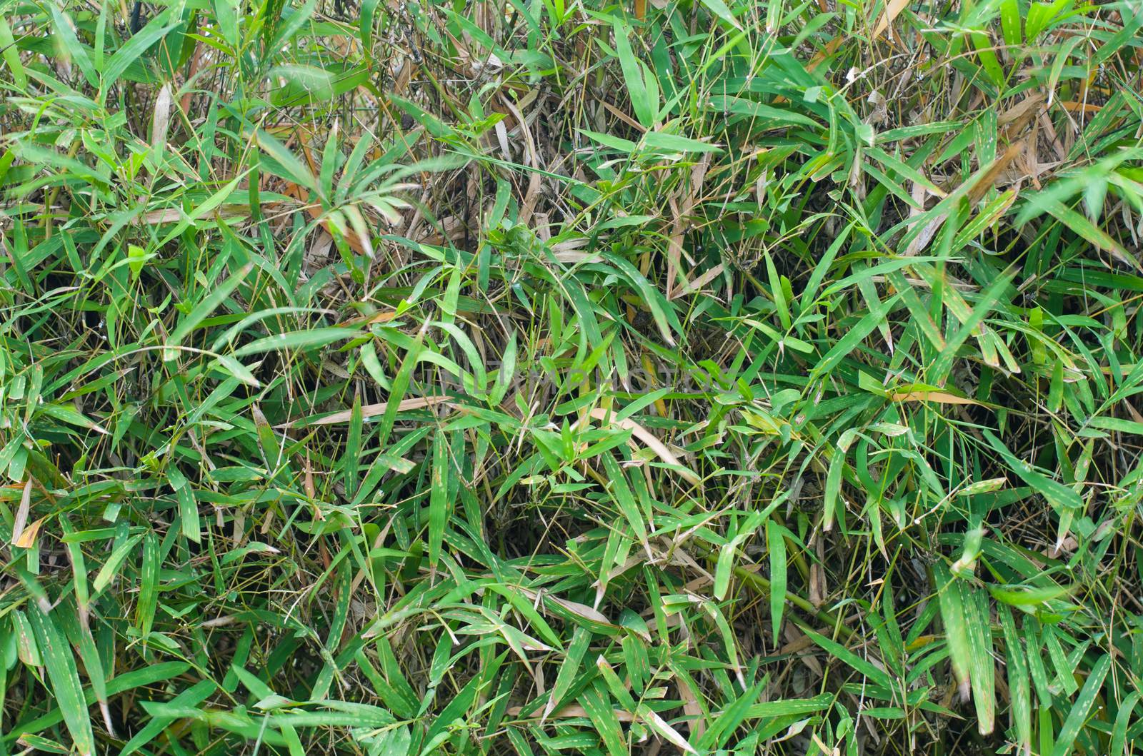 Green bamboo blackground texture, Bamboo leaves