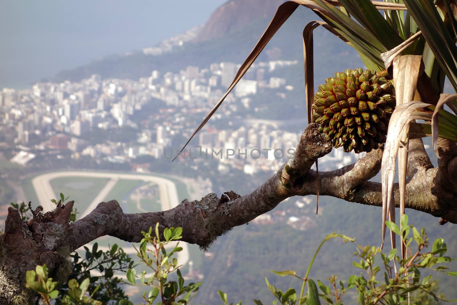A overlook view from a tree atop a mountain of Rio De Janeiro