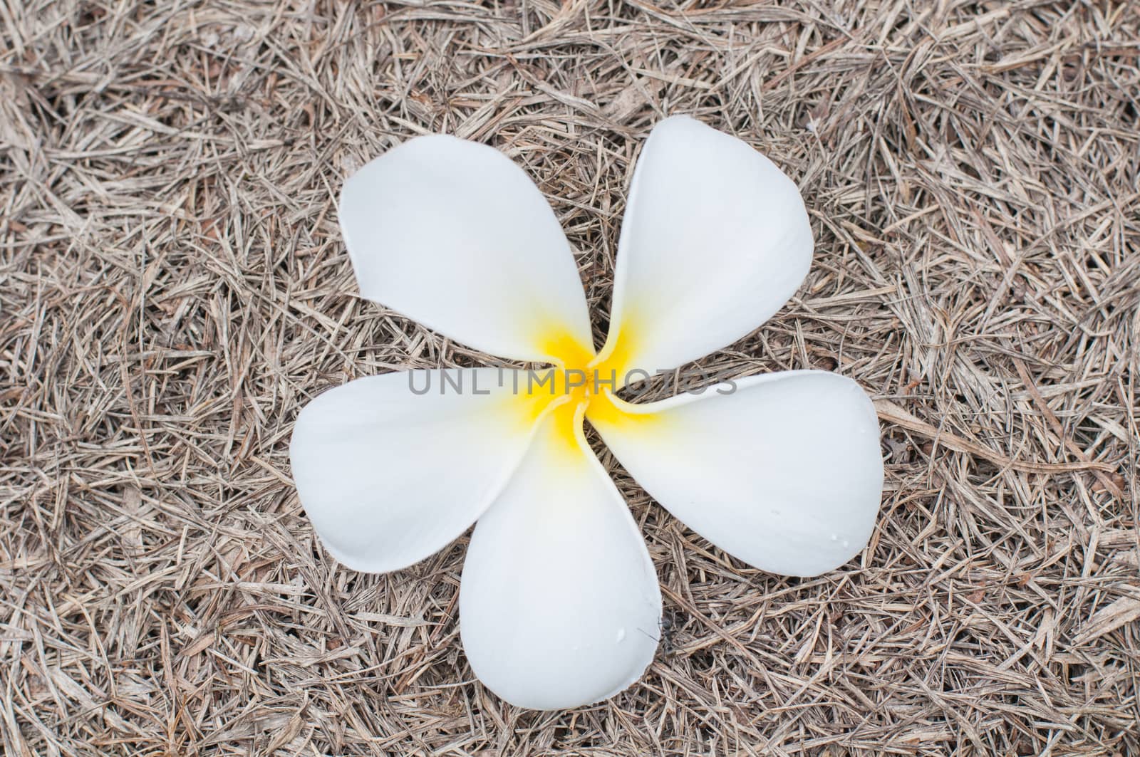 Frangipani flowers unde a tree Frangipani on grass