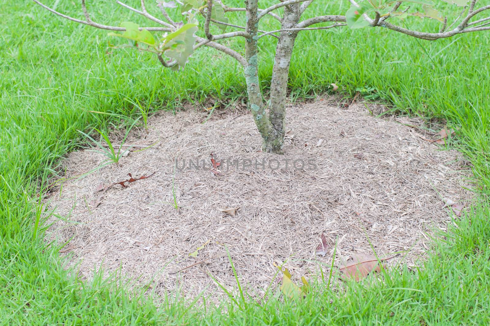 The planting tree and the surrounding grass