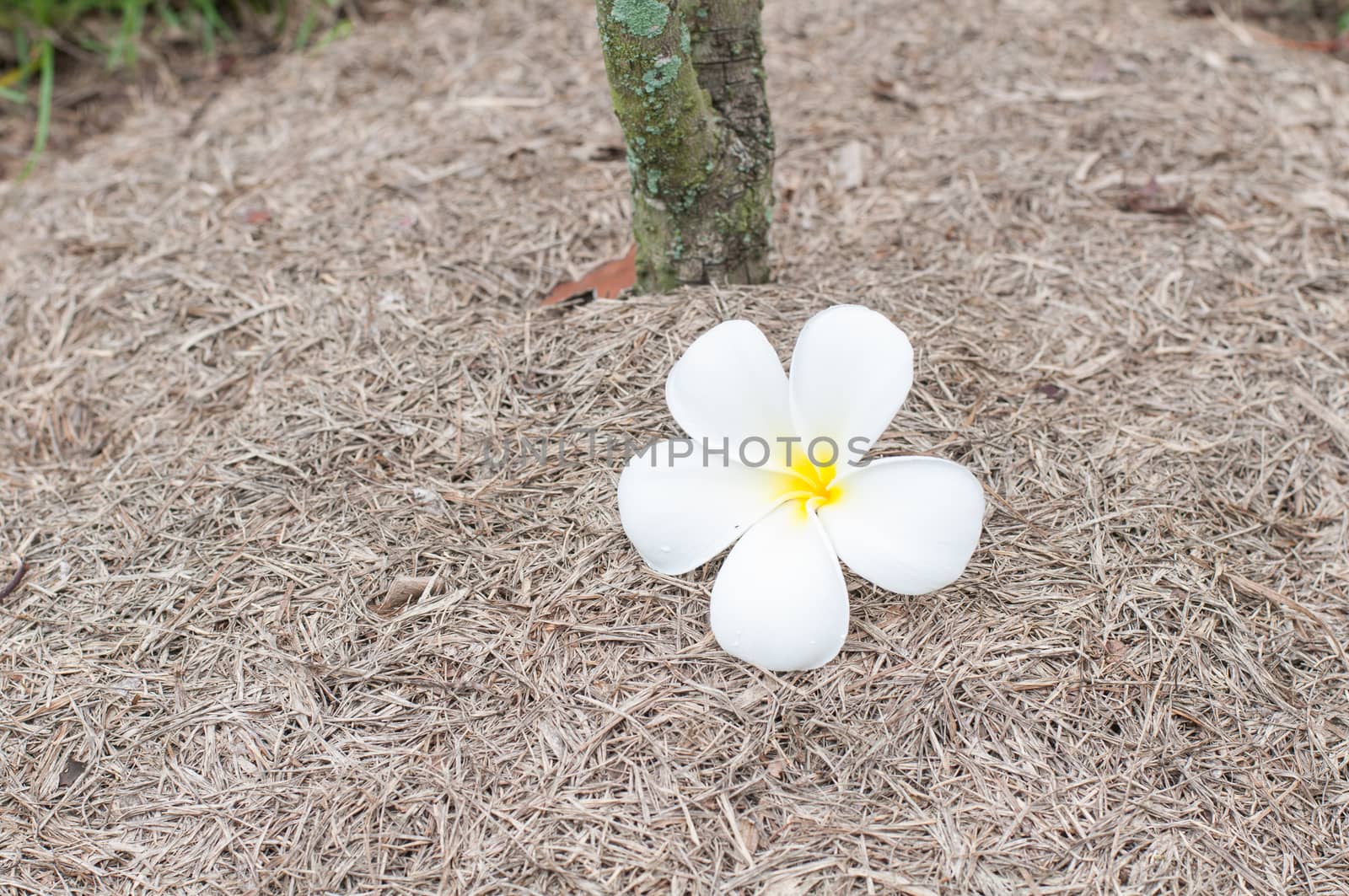 Frangipani flowers unde a tree Frangipani on grass