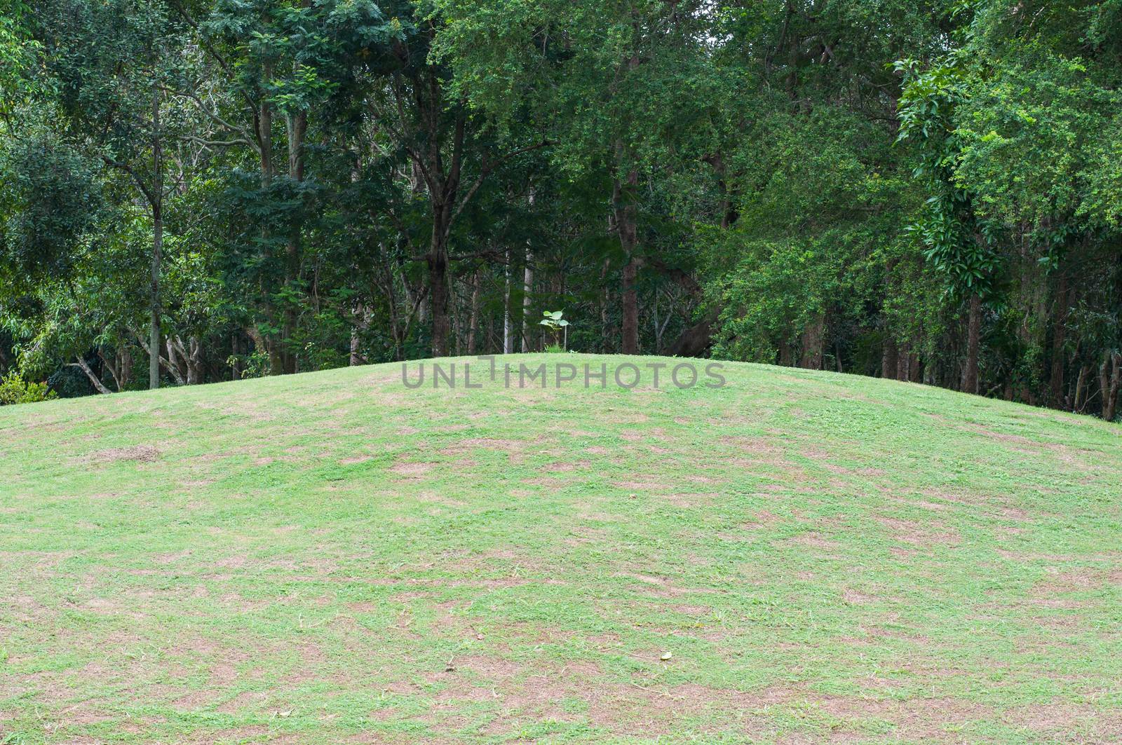 One bodhi tree bamboo up lang green hill