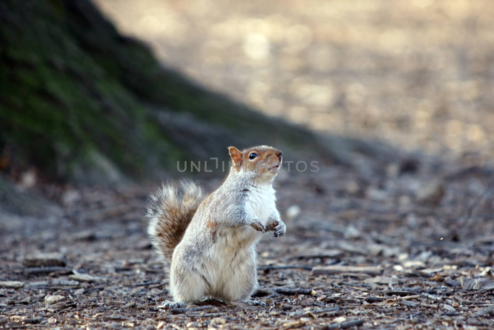 A squirrel looking for a nut in Central Park