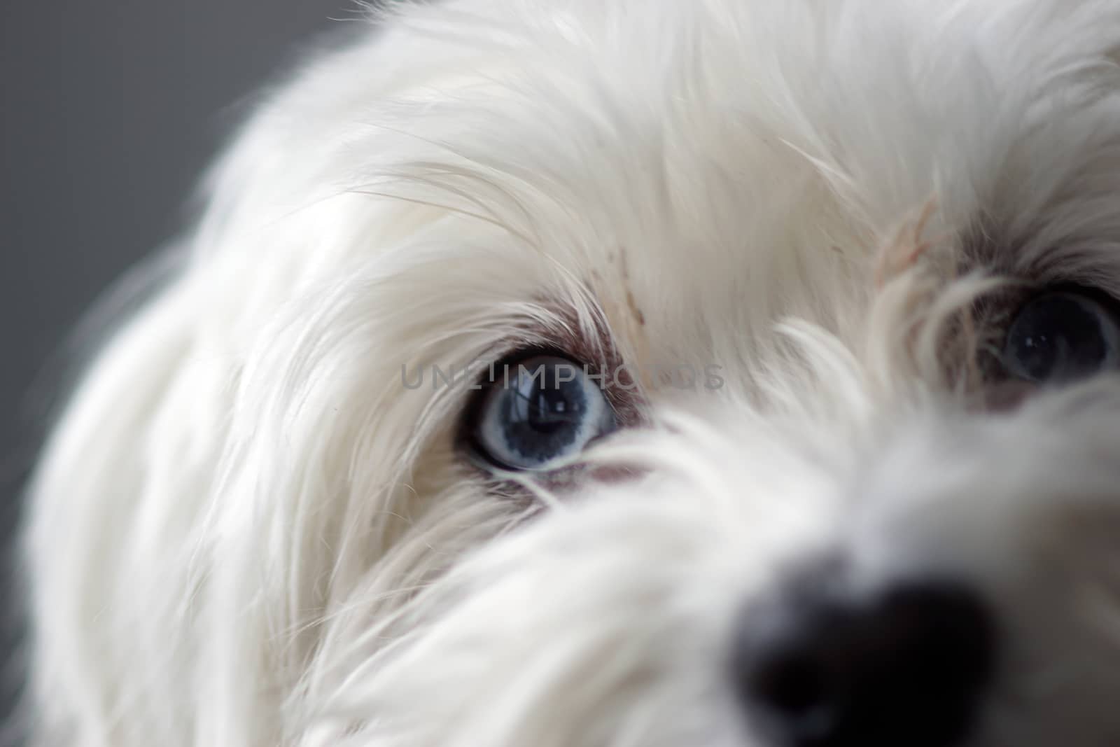A close up of a white puppy dog with blue eyes