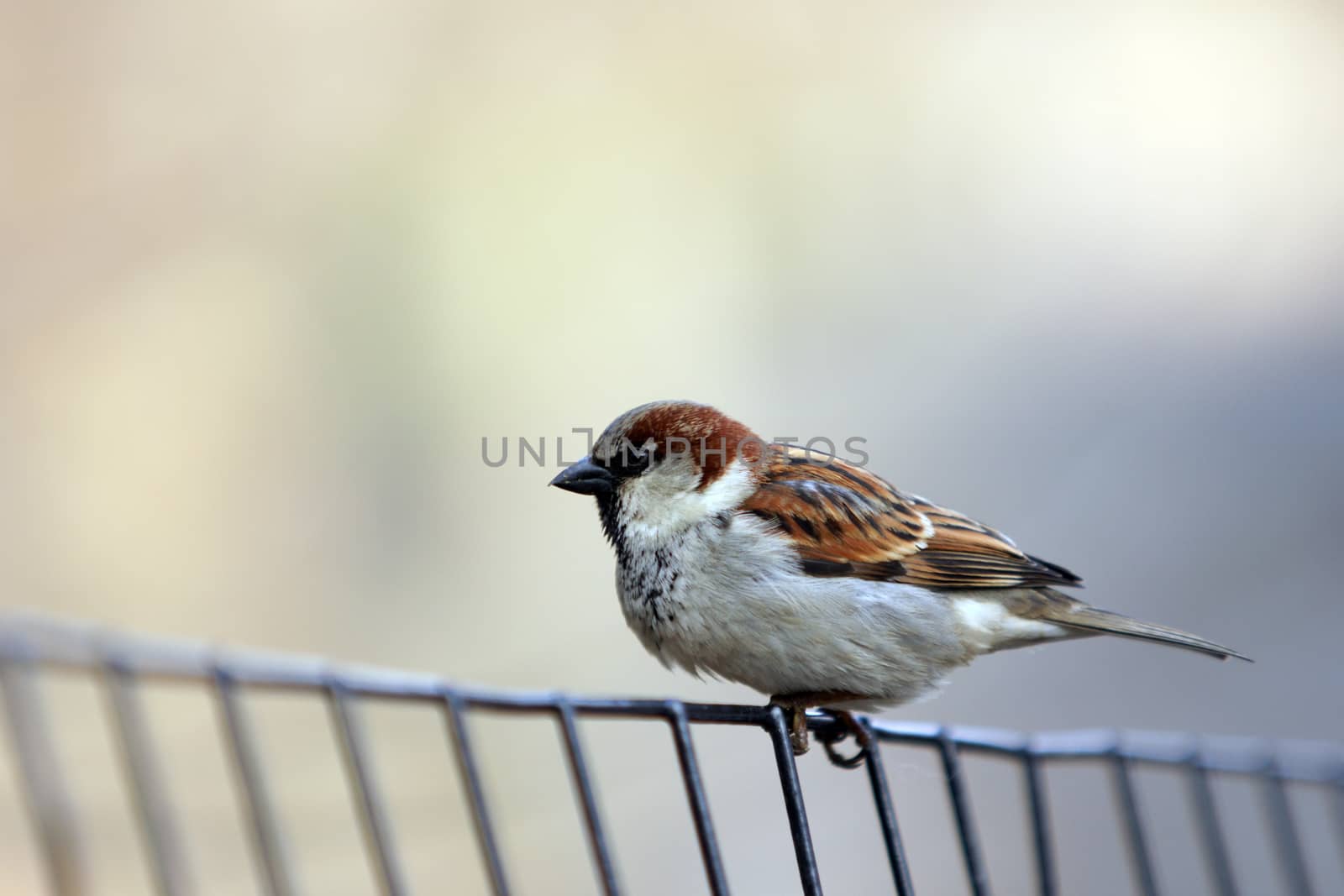A small bird (finch) standing on a wire fence
