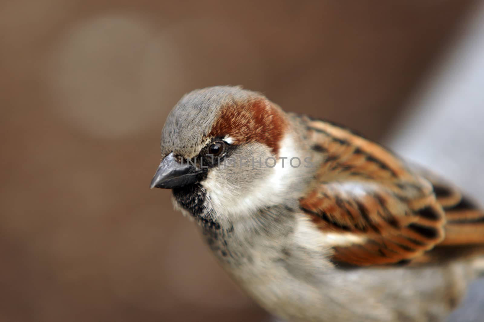 A small bird (finch) standing on a wire fence