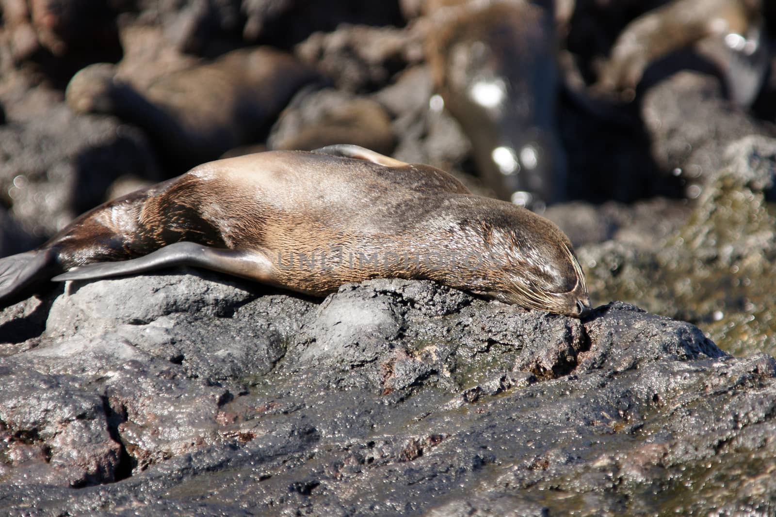 A seal on the rocks along the coast