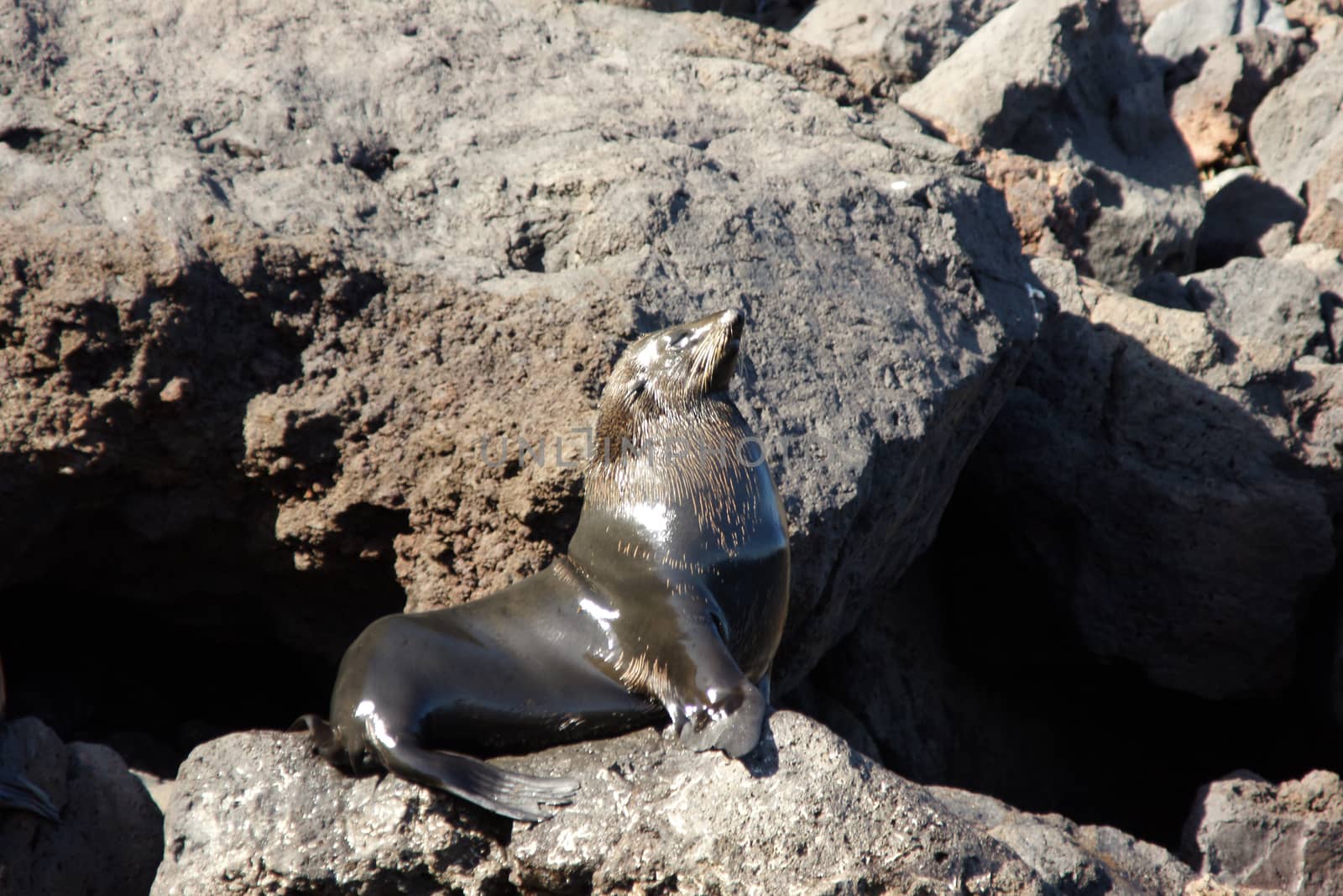 A seal on the rocks along the coast