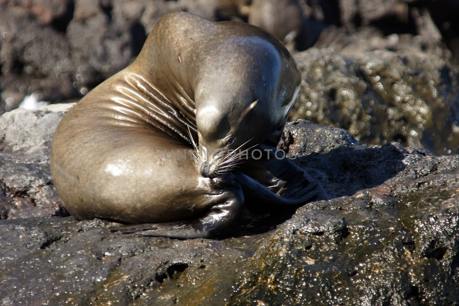 A seal on the rocks along the coast