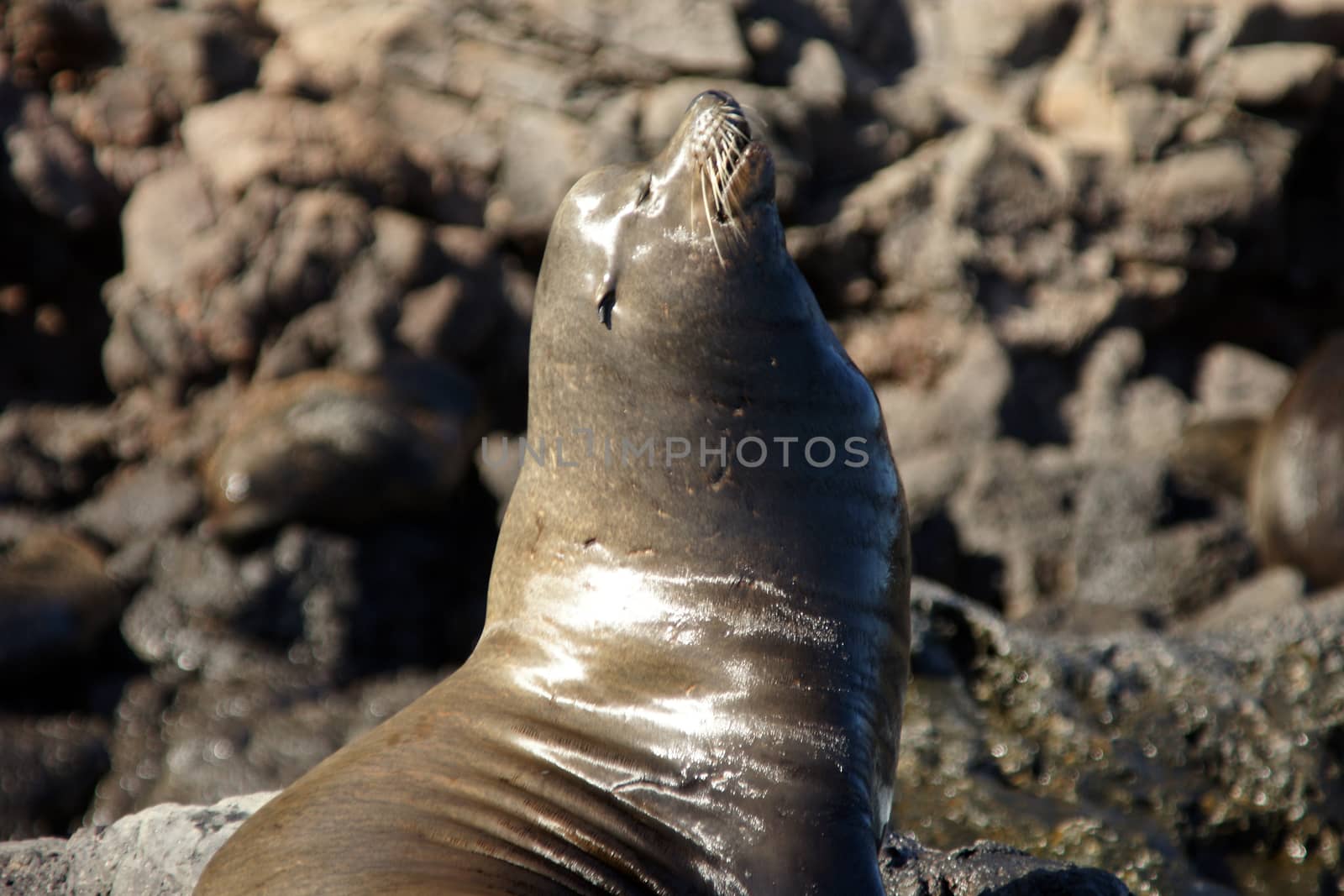 A seal on the rocks along the coast