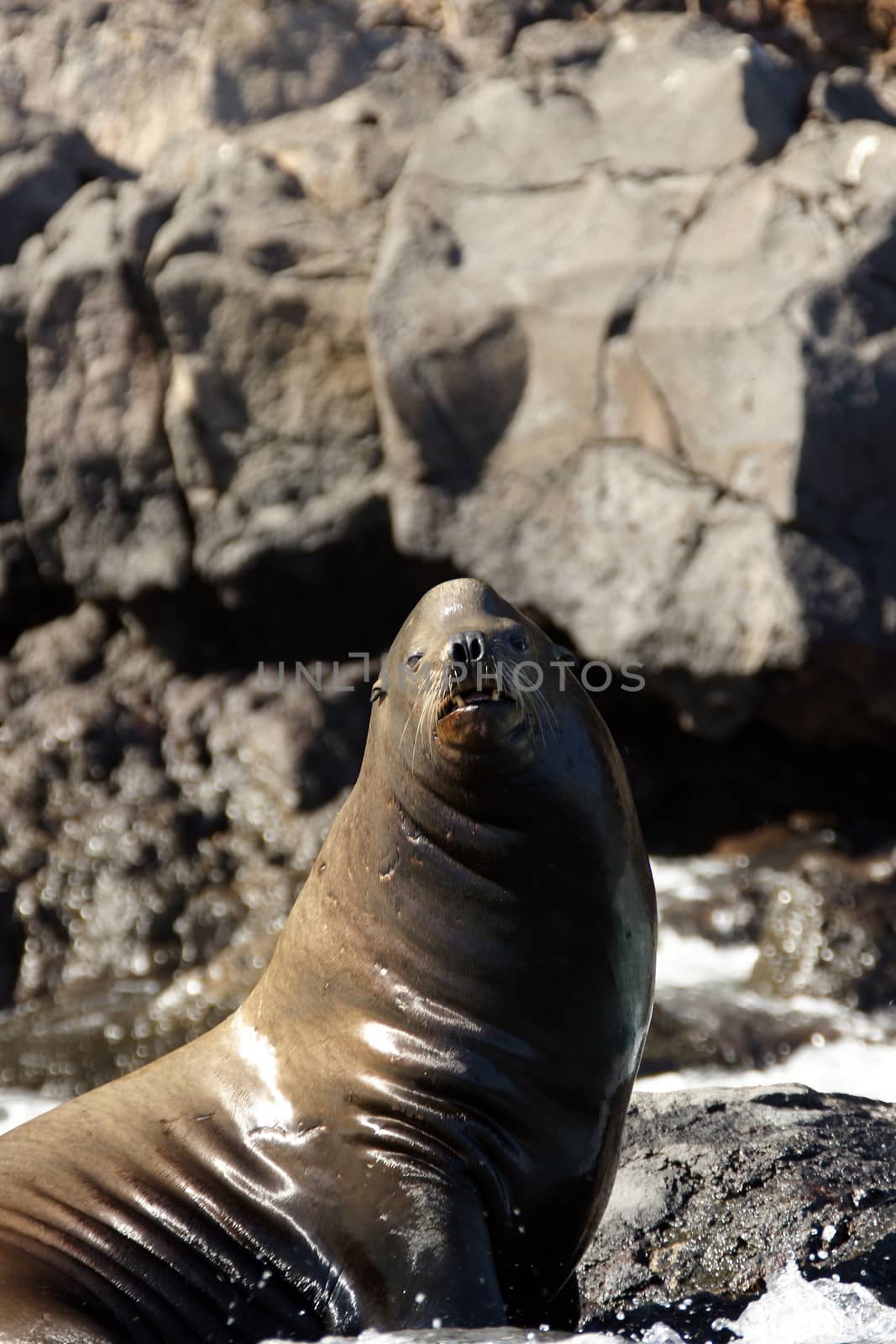 A seal on the rocks along the coast