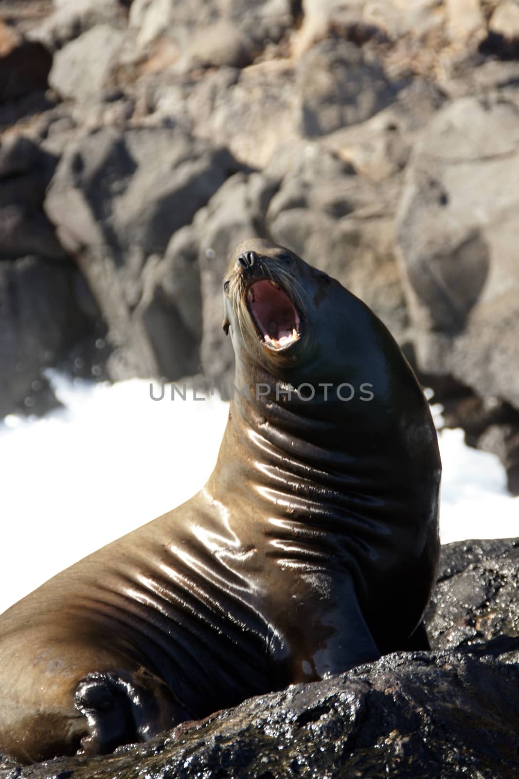 A seal on the rocks along the coast