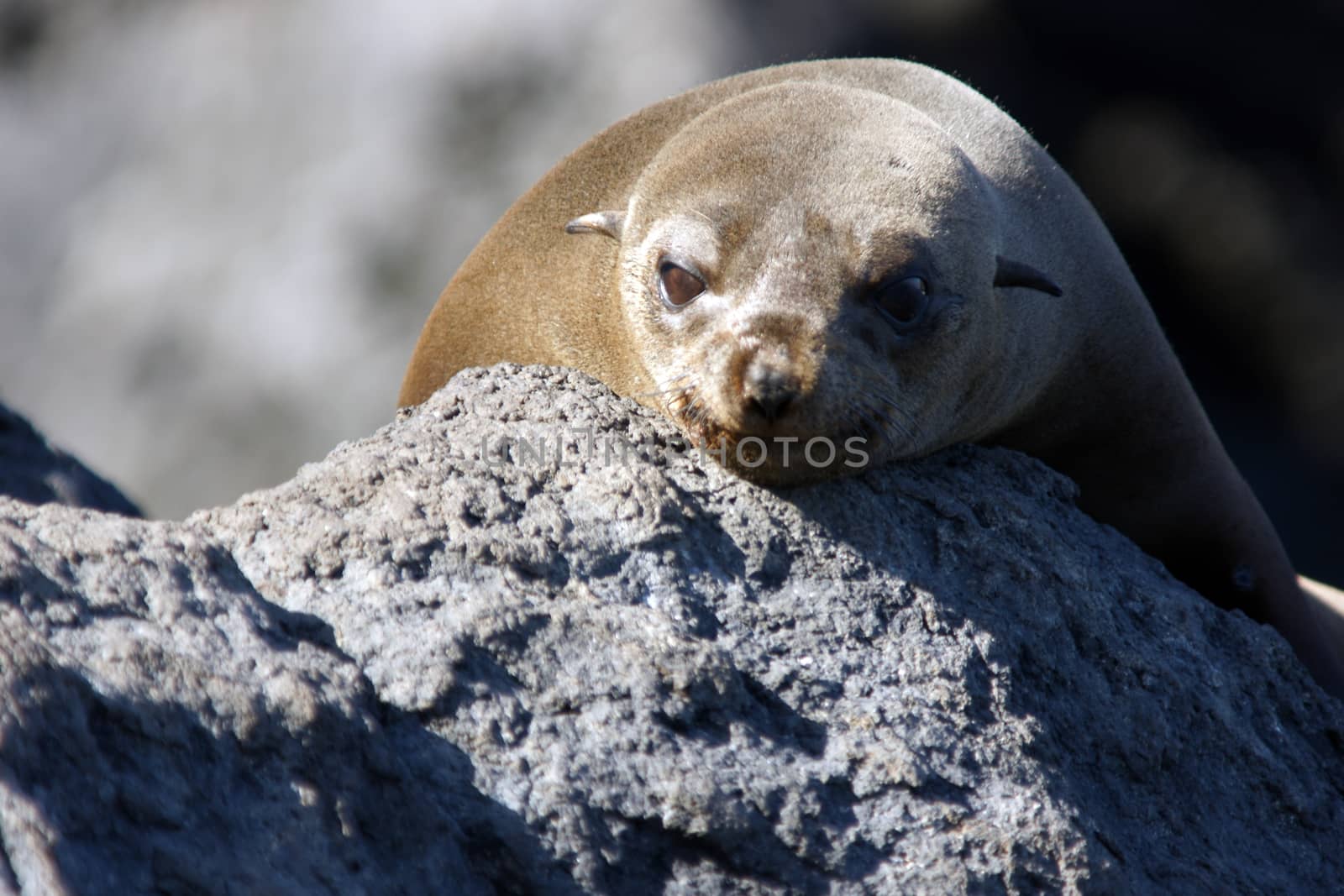 A seal on the rocks along the coast