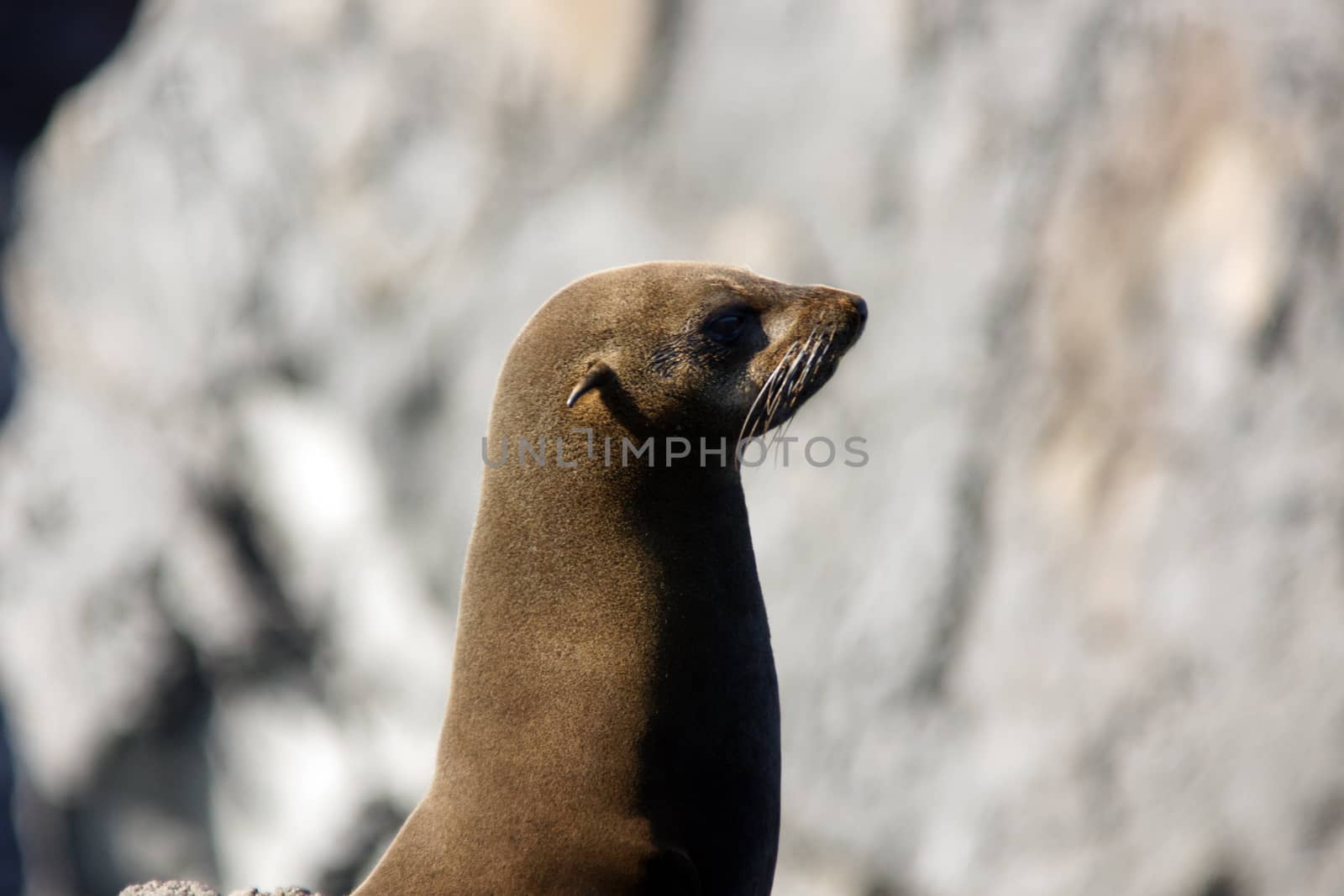 A seal on the rocks along the coast