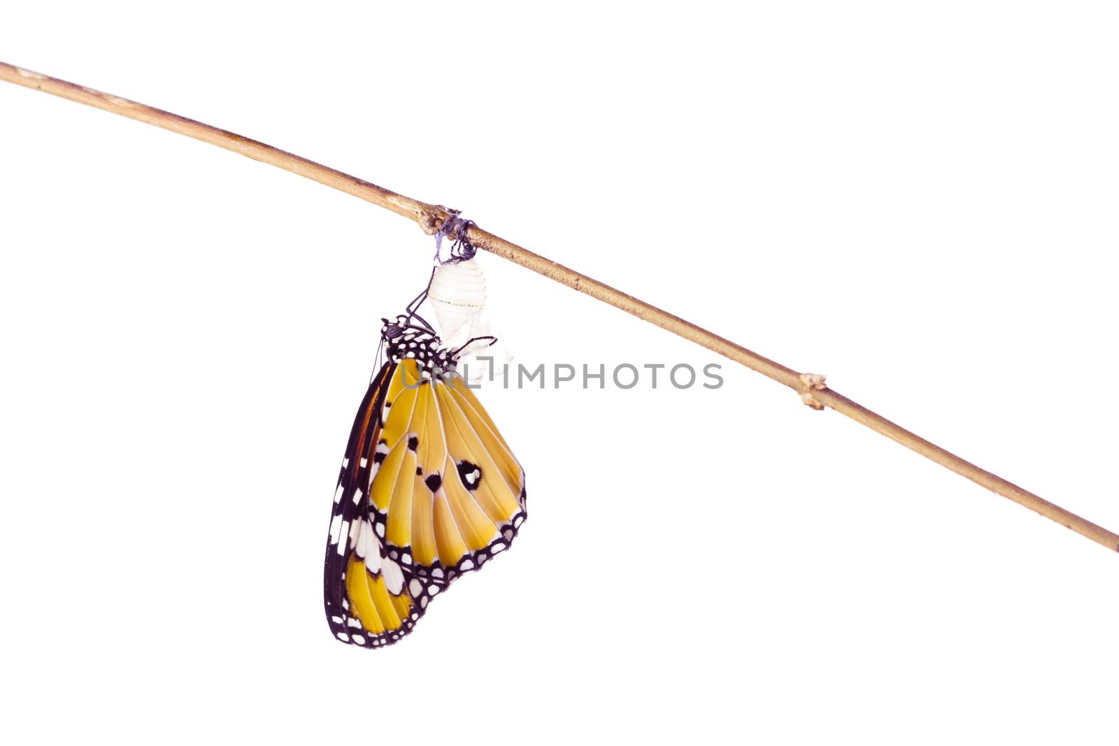 Monarch butterfly emerging from its chrysalis on white background