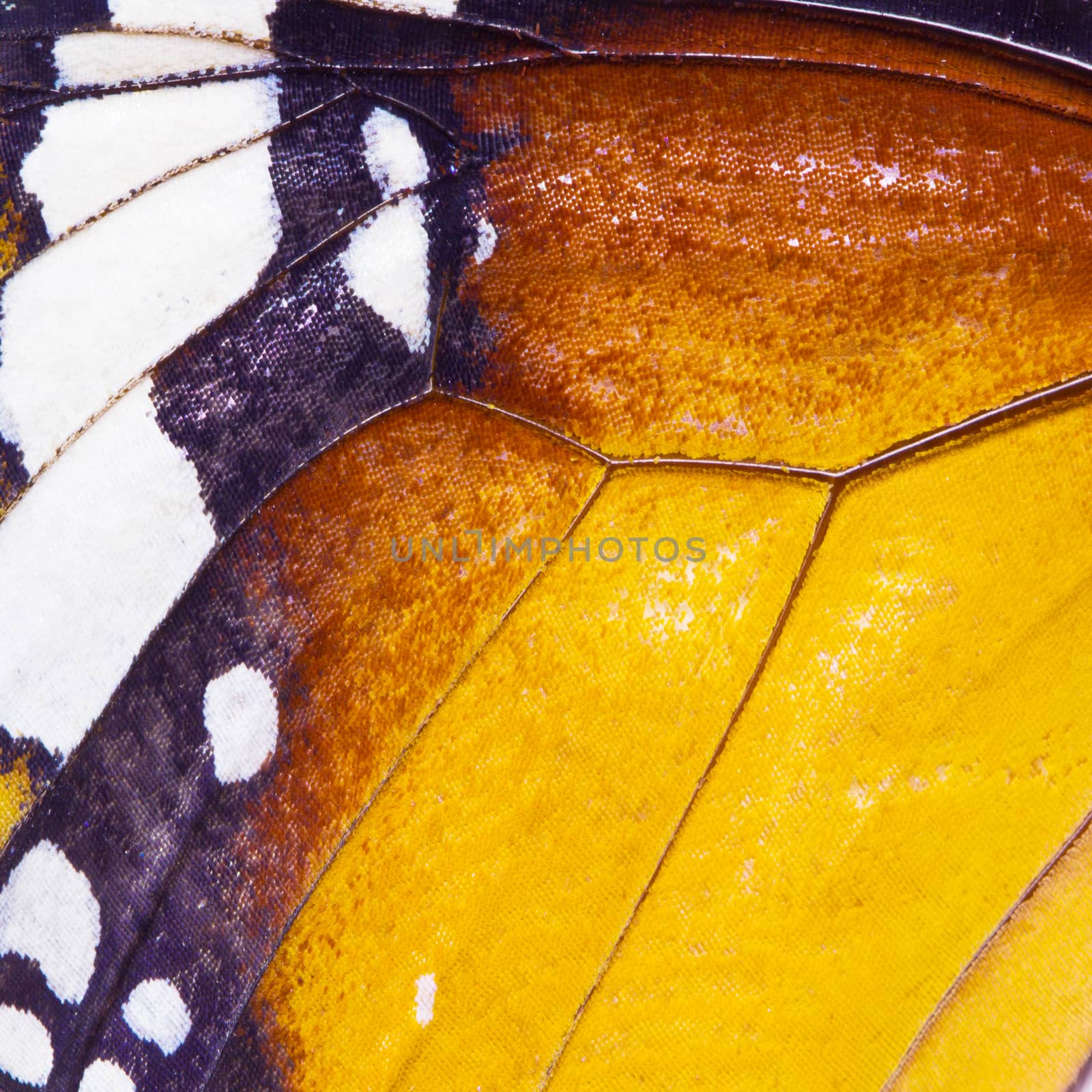 Butterfly wing texture, close up of detail of butterfly wing for background 