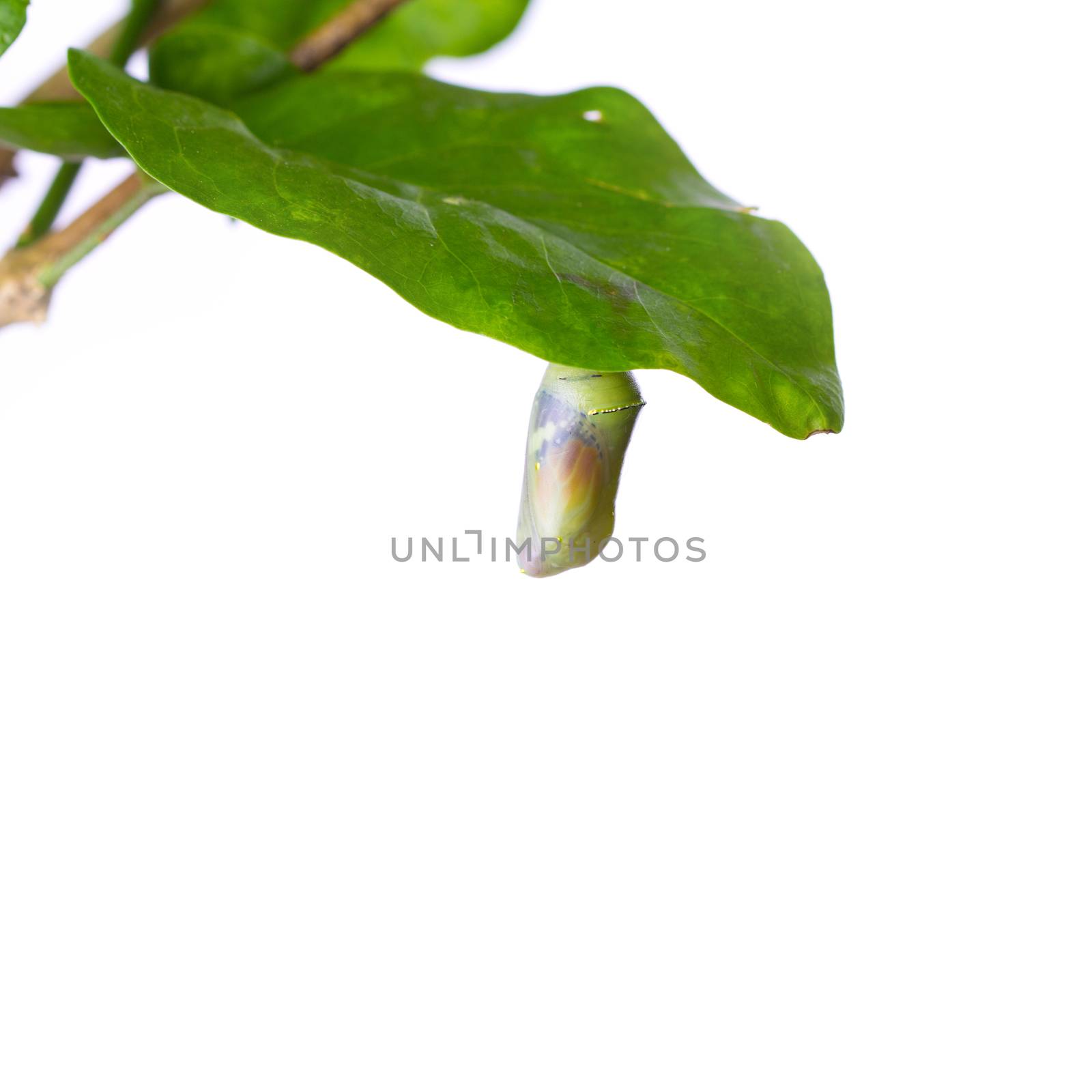 Butterfly Pupa on green leaf over white background