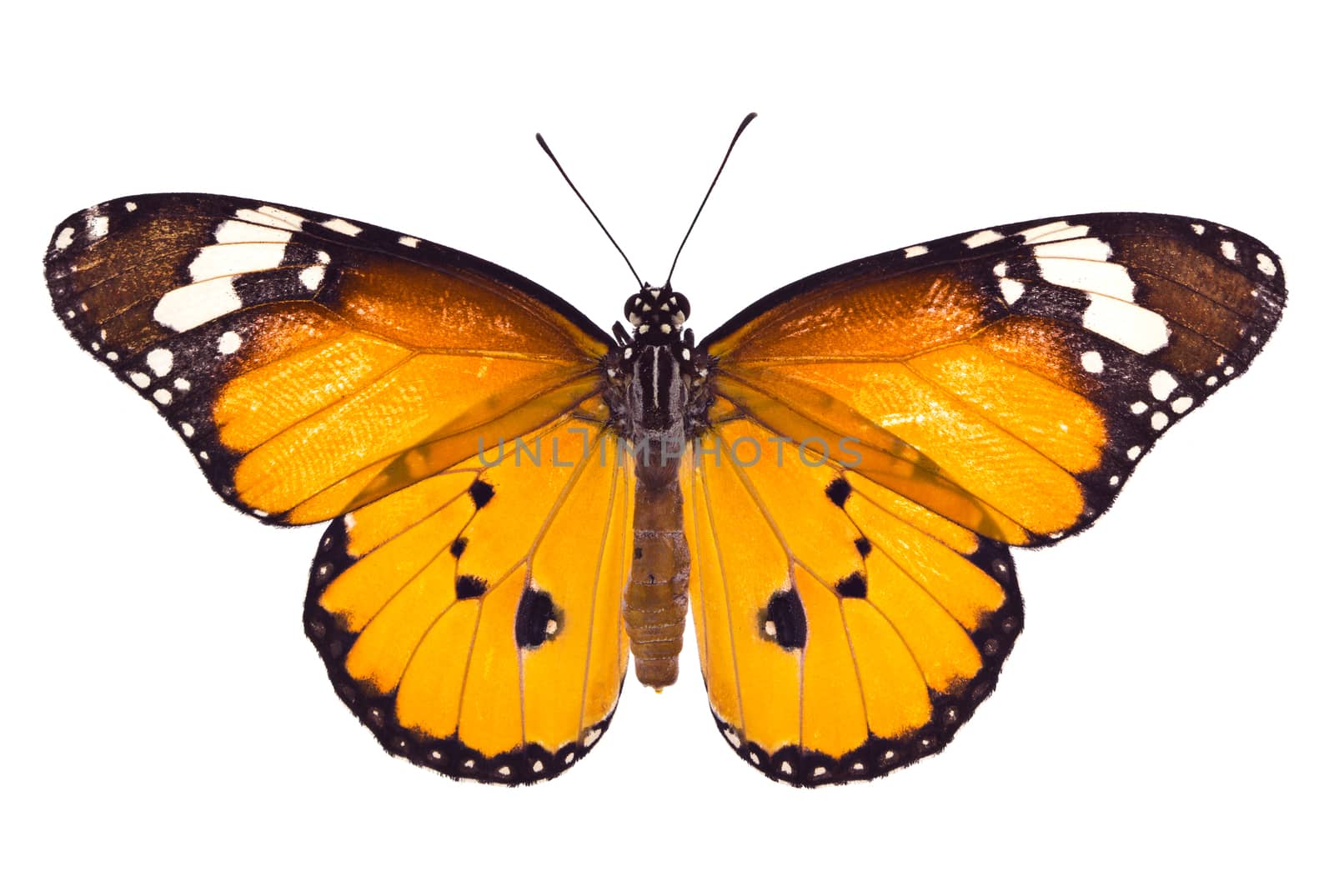 Monarch butterfly on white background, Clipping path