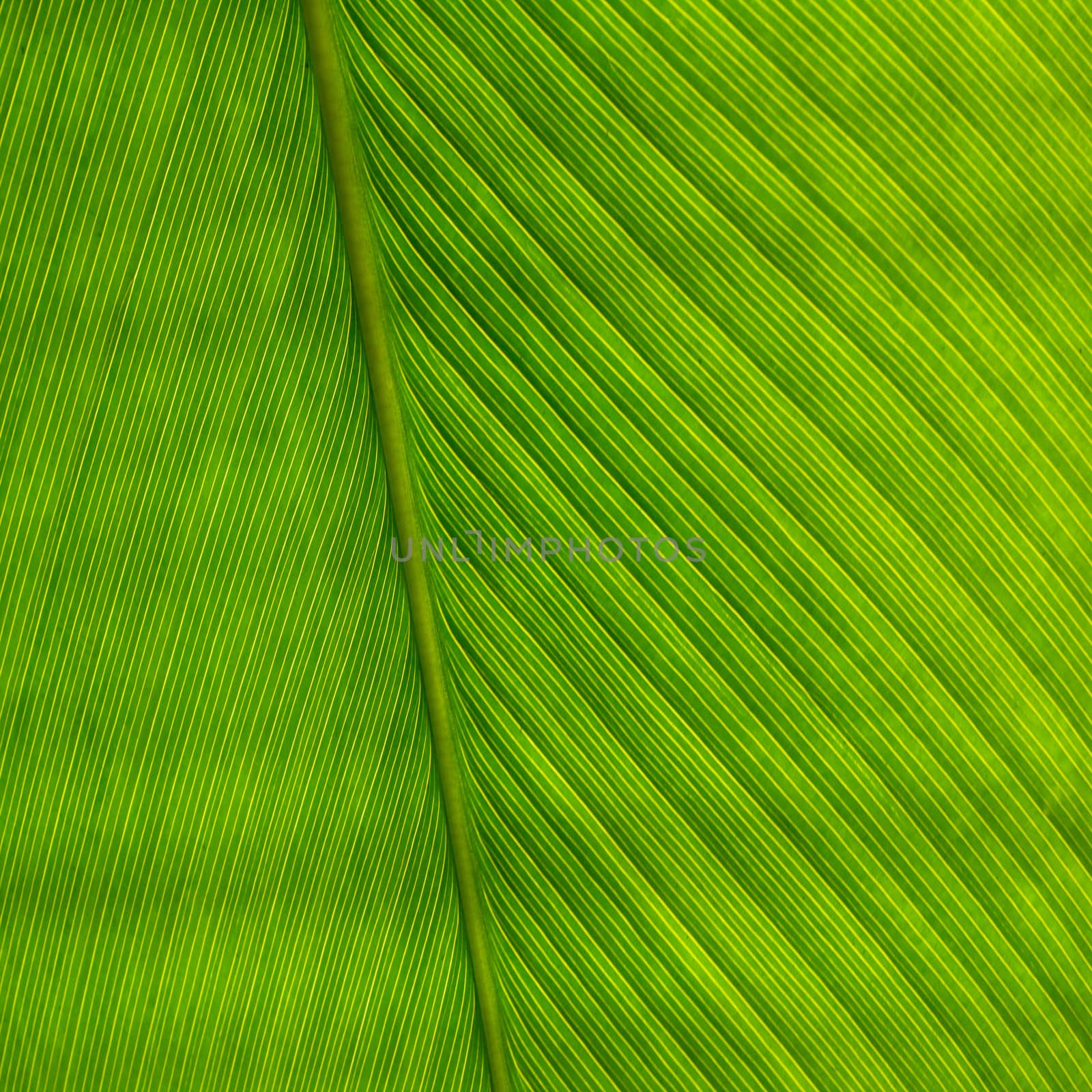 green palm leaf for background by wyoosumran