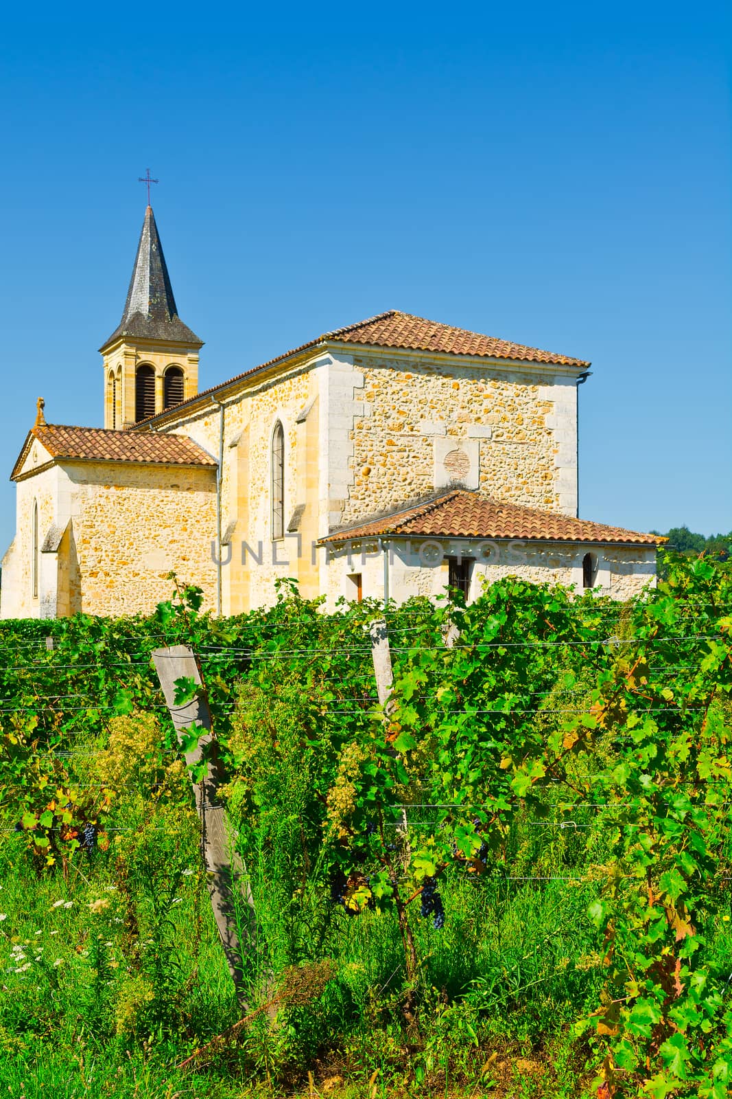 Vineyard on the Background of Church in France