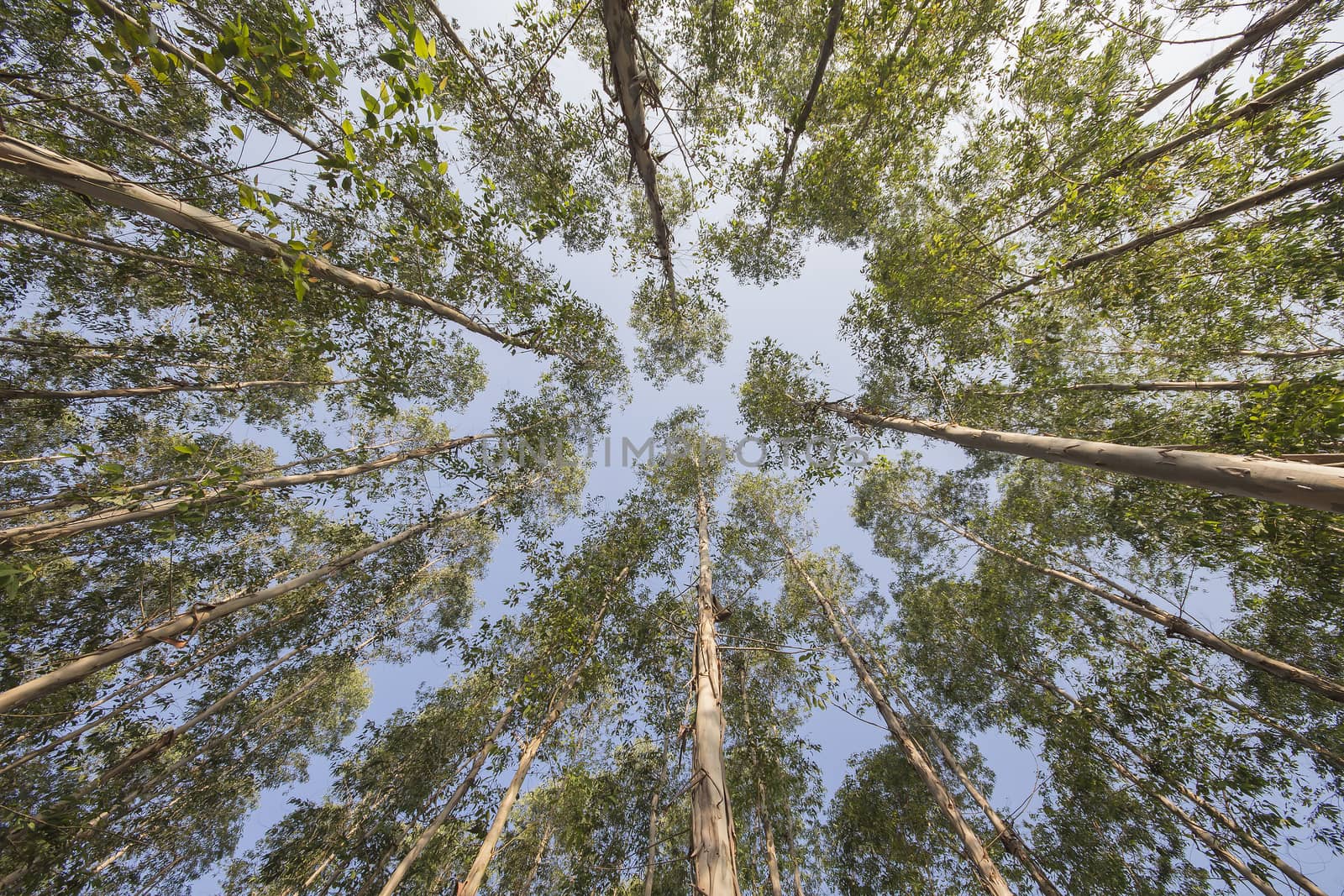 Very high of Eucalyptus tree in the forests